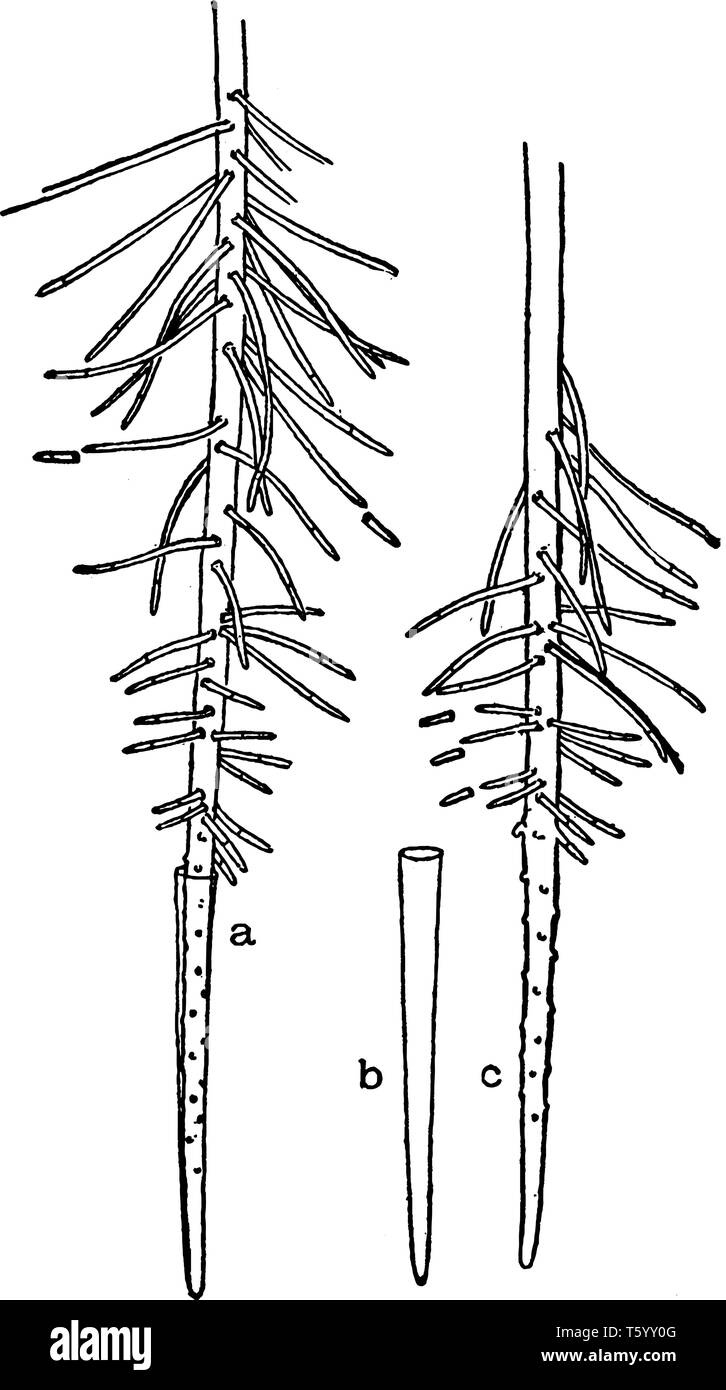 C'est racine de jacinthe d'eau. Il s'agit d'une plante soluble dans l'eau, et la racine de la plante est mince et a de petites racines latérales, vintage dessin Illustration de Vecteur