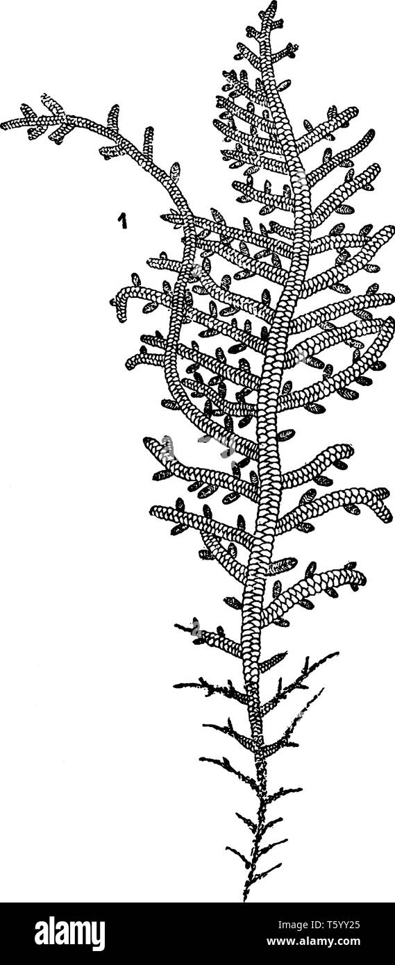 L'hépatique feuillue est flowerless et simple plante. C'est un groupe de plantes non vasculaires, vintage dessin ou gravure illustration. Illustration de Vecteur