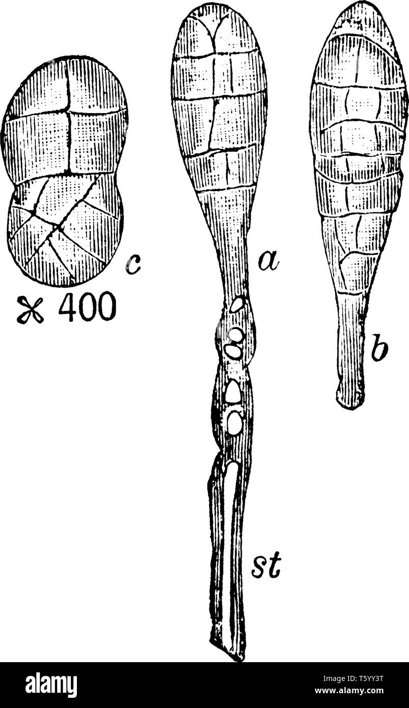 C'est une image de la structure représentant un stade en macrospore Pleospora herbarum. C'est une espèce de champignon, vintage dessin ou gravure illustr Illustration de Vecteur