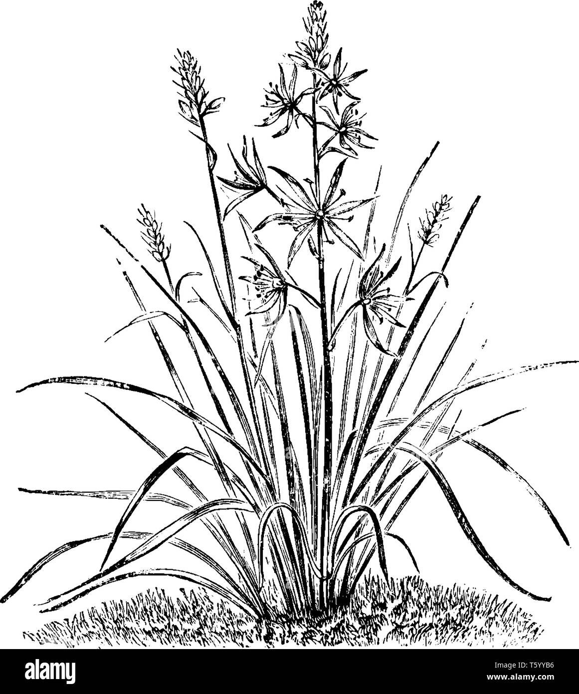 Camassia Esculenta est une plante à fleurs et également connu sous le nom de camash. Il a des fleurs en forme d'étoile bleu pâle avec des couleurs, dessin de ligne ou d'une gravure d'époque Illustration de Vecteur