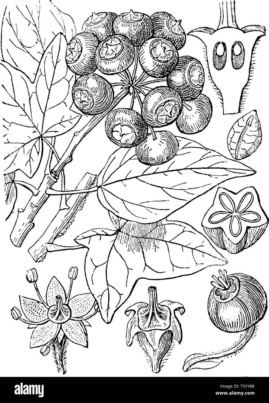 Il est largement cultivé et plante grimpante ornementale ou arbuste principalement de la base de ginseng, famille avec feuilles, de petites fleurs jaune et noir ber Illustration de Vecteur