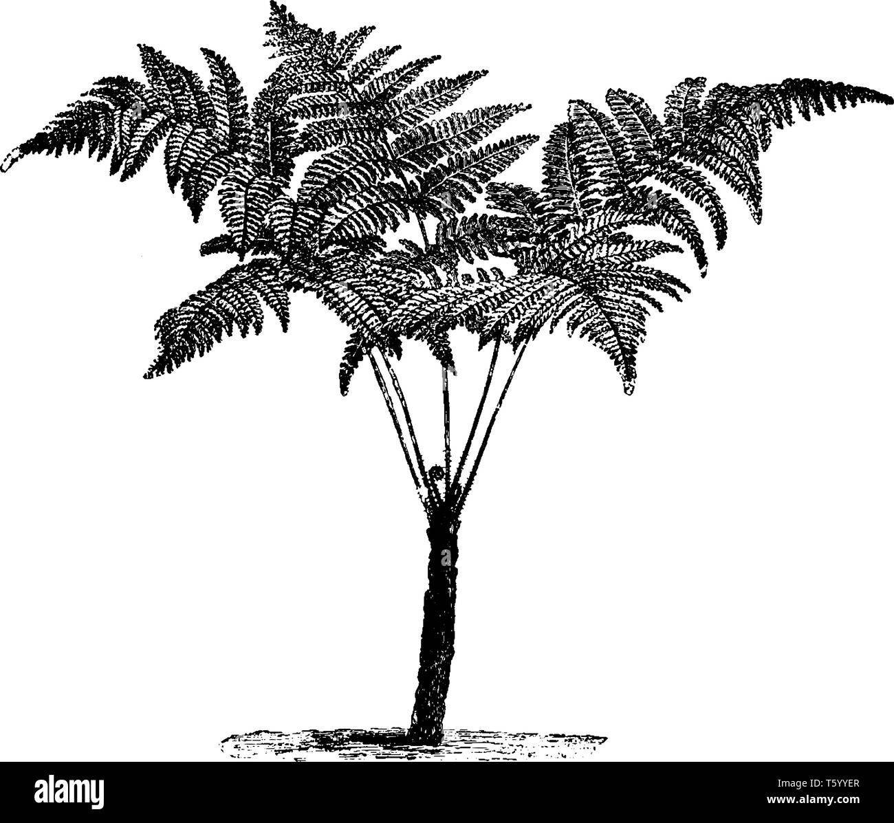 Une photo montrant Asplenium. Redicans Les frondes sont en forme de triangle et ils sont de trois à cinq pieds de long, vintage dessin ou gravure il Illustration de Vecteur