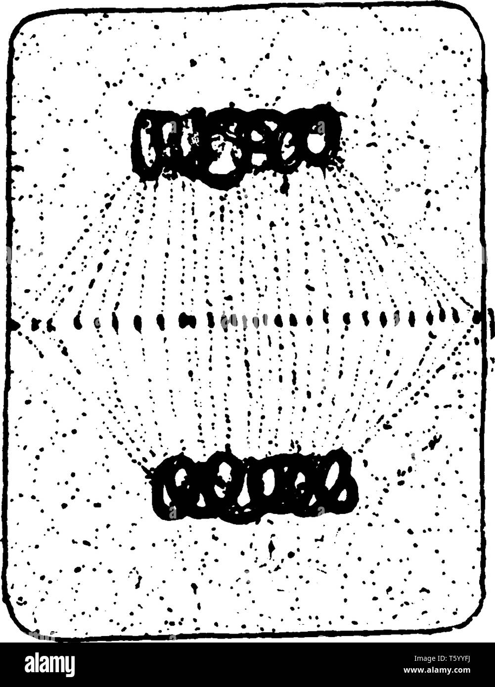 La photo de la division cellulaire, les chromosomes s'attachent à trous un arrondi, Centro cytoplasme divisé en deux partie, vintage ou dessin de ligne engravi Illustration de Vecteur La photo de la division cellulaire, les chromosomes s'attachent à trous un arrondi, Centro cytoplasme divisé en deux partie, vintage ou dessin de ligne engravi Illustration de Vecteur