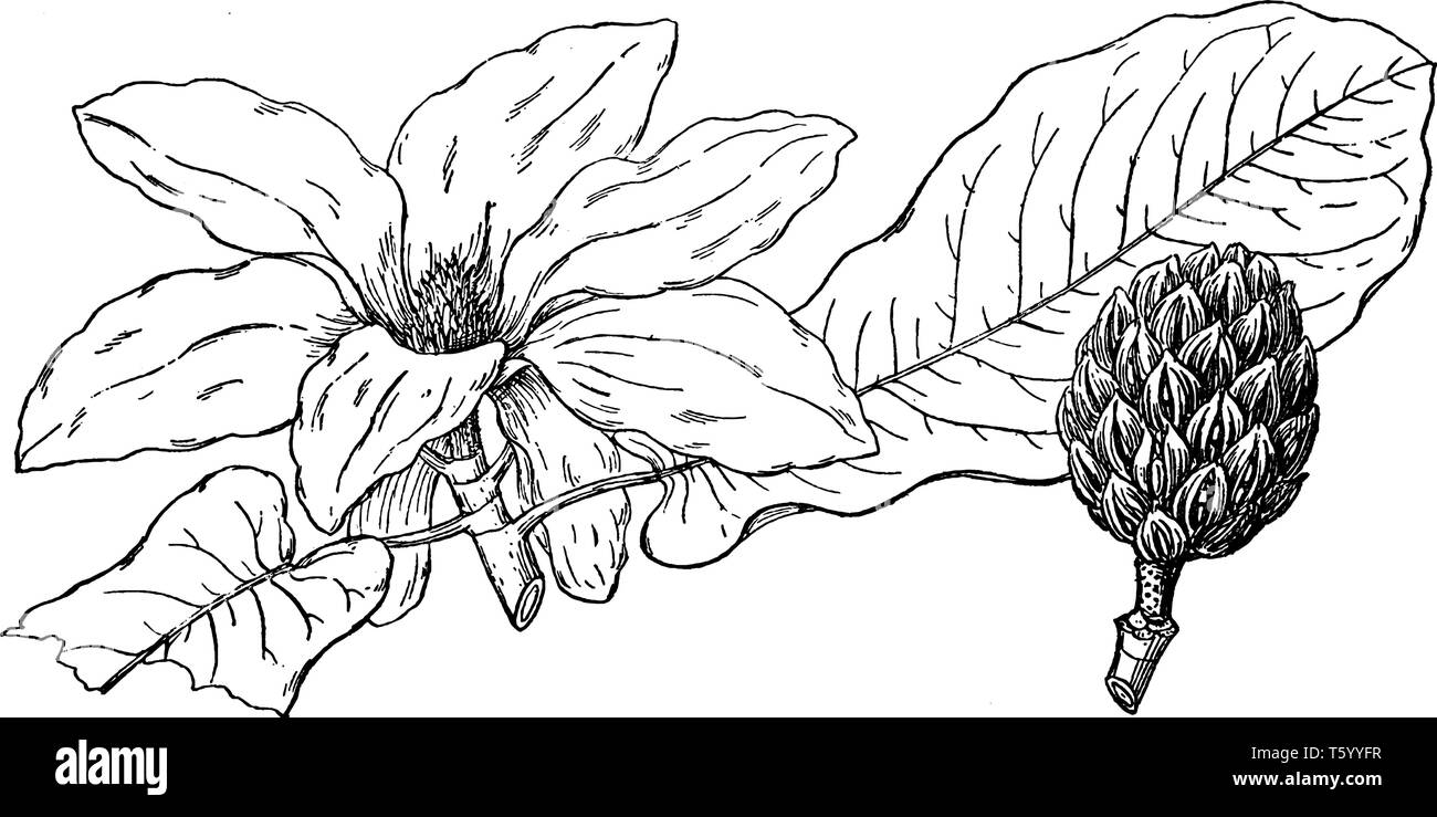 Une photo, c'est montrant une partie de l'Magnolia. Les feuilles des plantes sont grandes longue et large. Pétales de fleurs ont mais il est de très grande taille, vintage lin Illustration de Vecteur