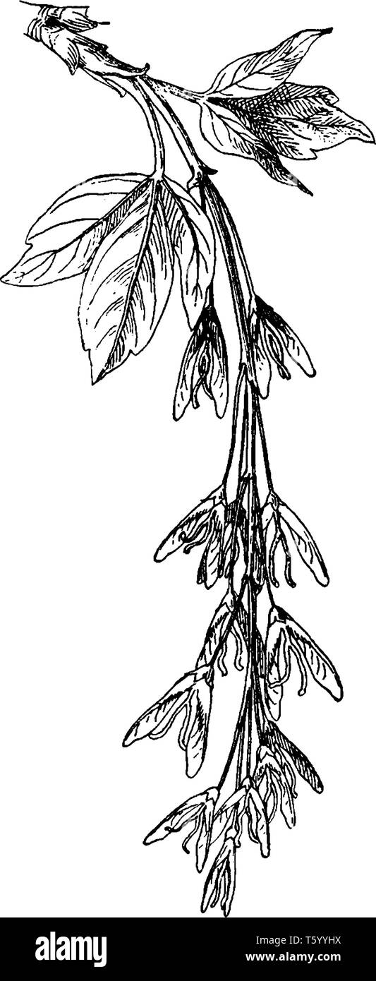 Il s'agit d'une image de jeune fruit tree. Il s'agit d'espèces d'érable et aussi pousse vite, vintage dessin ou gravure illustration. Illustration de Vecteur