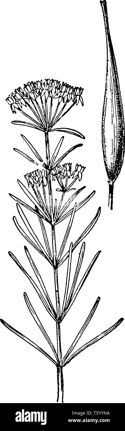 Une photo montre l'Asclépiade tubéreuse. elle aussi connu sous le nom de l'Asclepias tuberosa. Il appartient à la famille Asclepiadaceae Asclépiade,. Les fleurs sont orange vif des co Illustration de Vecteur