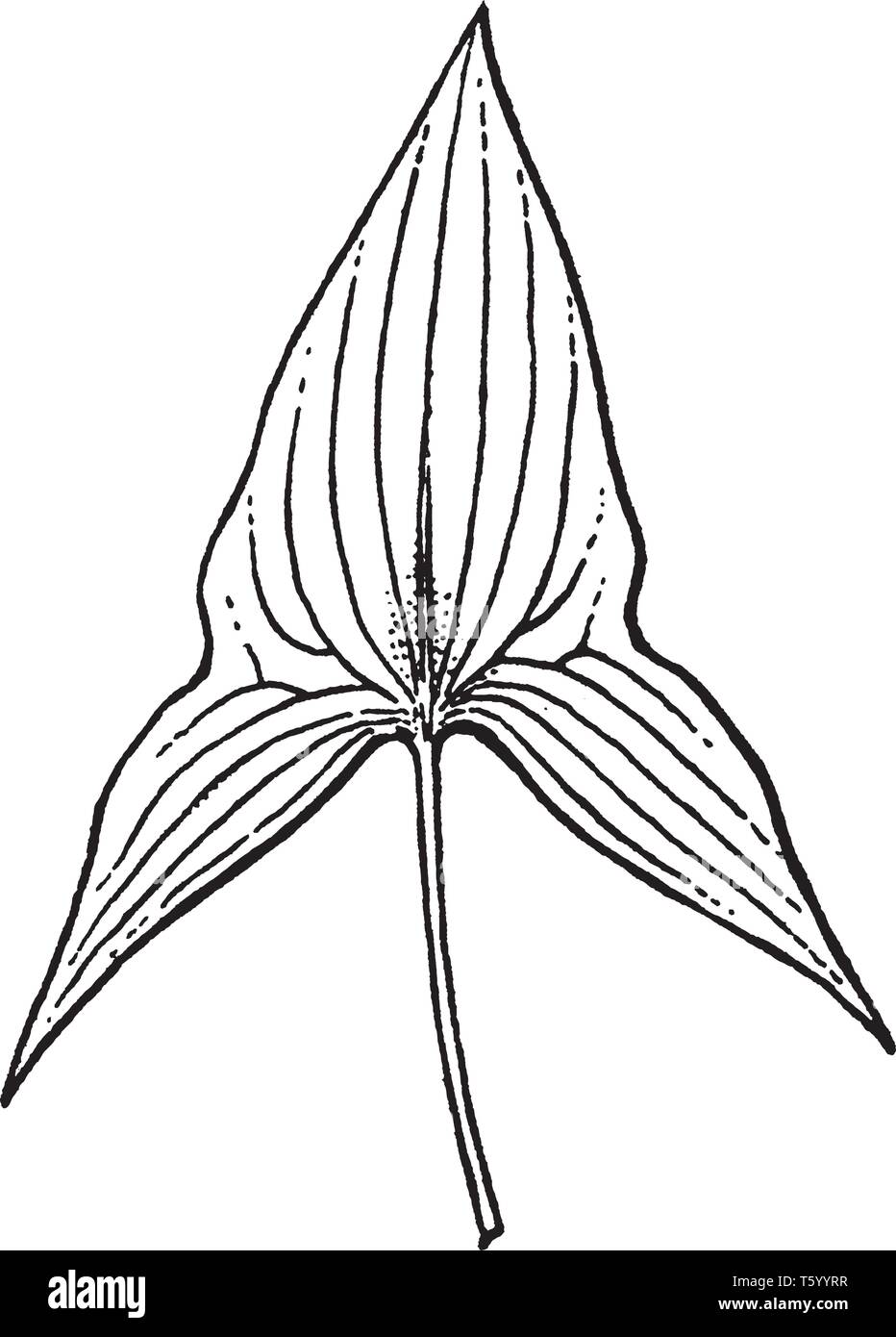 Cette photo montre une Alismaceae feuilles. Il est en forme de triangle. Tige est fine et arrondie, vintage dessin ou gravure illustration. Illustration de Vecteur