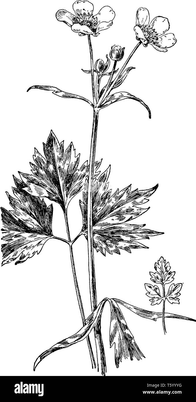 Cette plante vivace est originaire de l'Illinois ; le marais buttercup est d'environ 6 pouces de haut. Ses feuilles basales sont vert foncé et autre fracture pennée Illustration de Vecteur