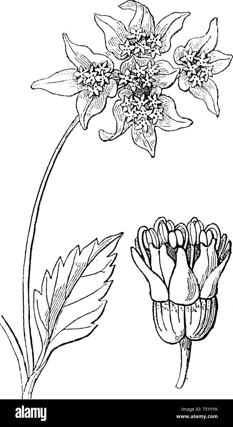 Lukolaena est de la famille des Apiaceae. Cette fleur plante est très mince tige et fleurs poussent en petites grappes, vintage dessin ou gravure illustr Illustration de Vecteur