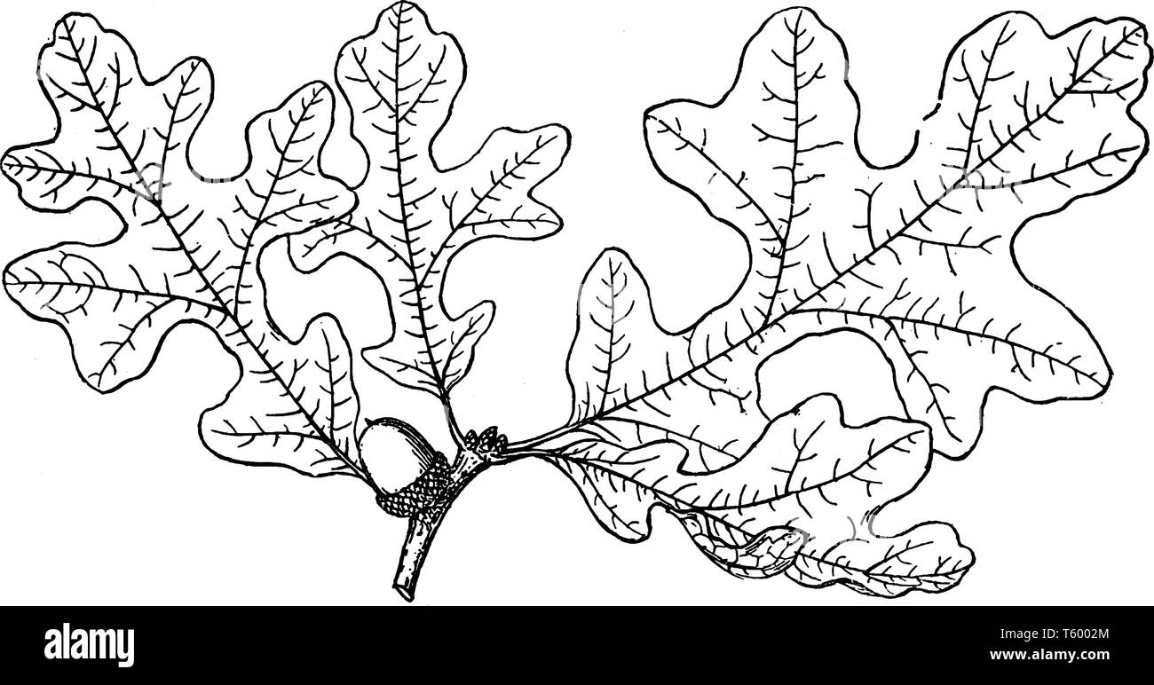 L'image montre la direction de Quercus hypoleuca. C'est le chêne à la feuille d'argent est une espèce nord-américaine d'arbres ou d'arbustes dans l'hêtre famille. Son autorisation Illustration de Vecteur