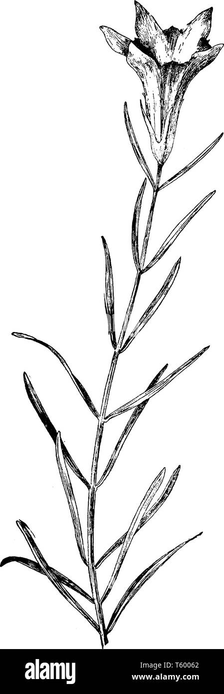 Une photo est montrant la gentiane, également appelé comme Gentiana Porphyrio. Il appartient à la famille des Gentianacées, gentiane. Ses fleurs sont grandes et en forme de trompette Illustration de Vecteur