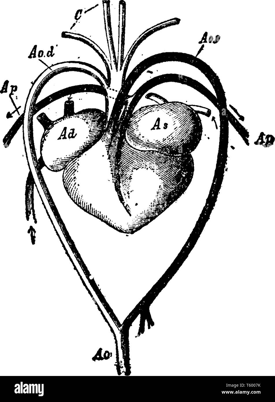 Cœur et les vaisseaux sanguins d'une tortue a arc de gauche de l'aorte et de l'aorte dorsale, vintage dessin ou gravure illustration. Illustration de Vecteur
