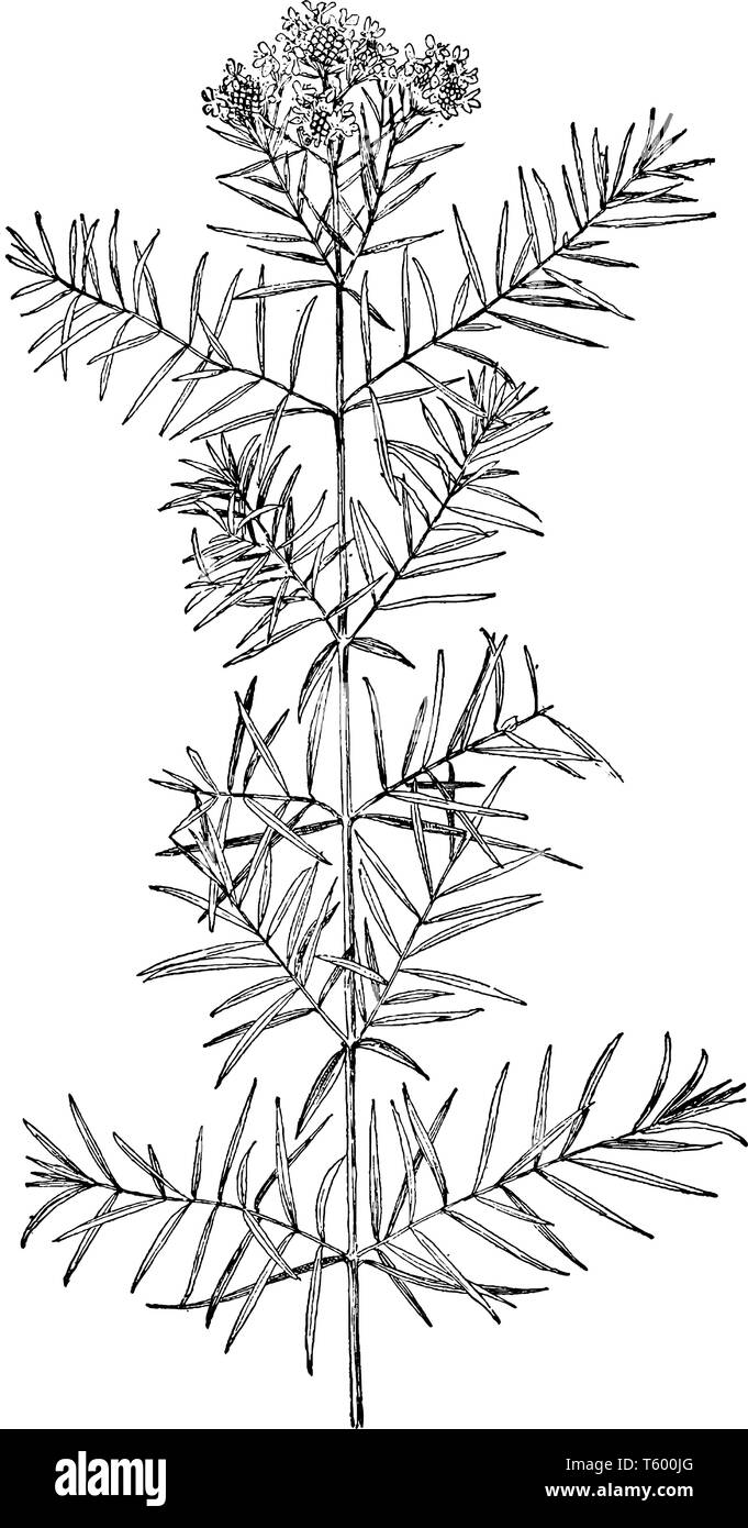 Mountain (Pycnanthemum flexuosum) est une fleur vivace aromatique. Les feuilles sont très odorantes ; lorsqu'ils ont écrasé une forte odeur de menthe un Illustration de Vecteur