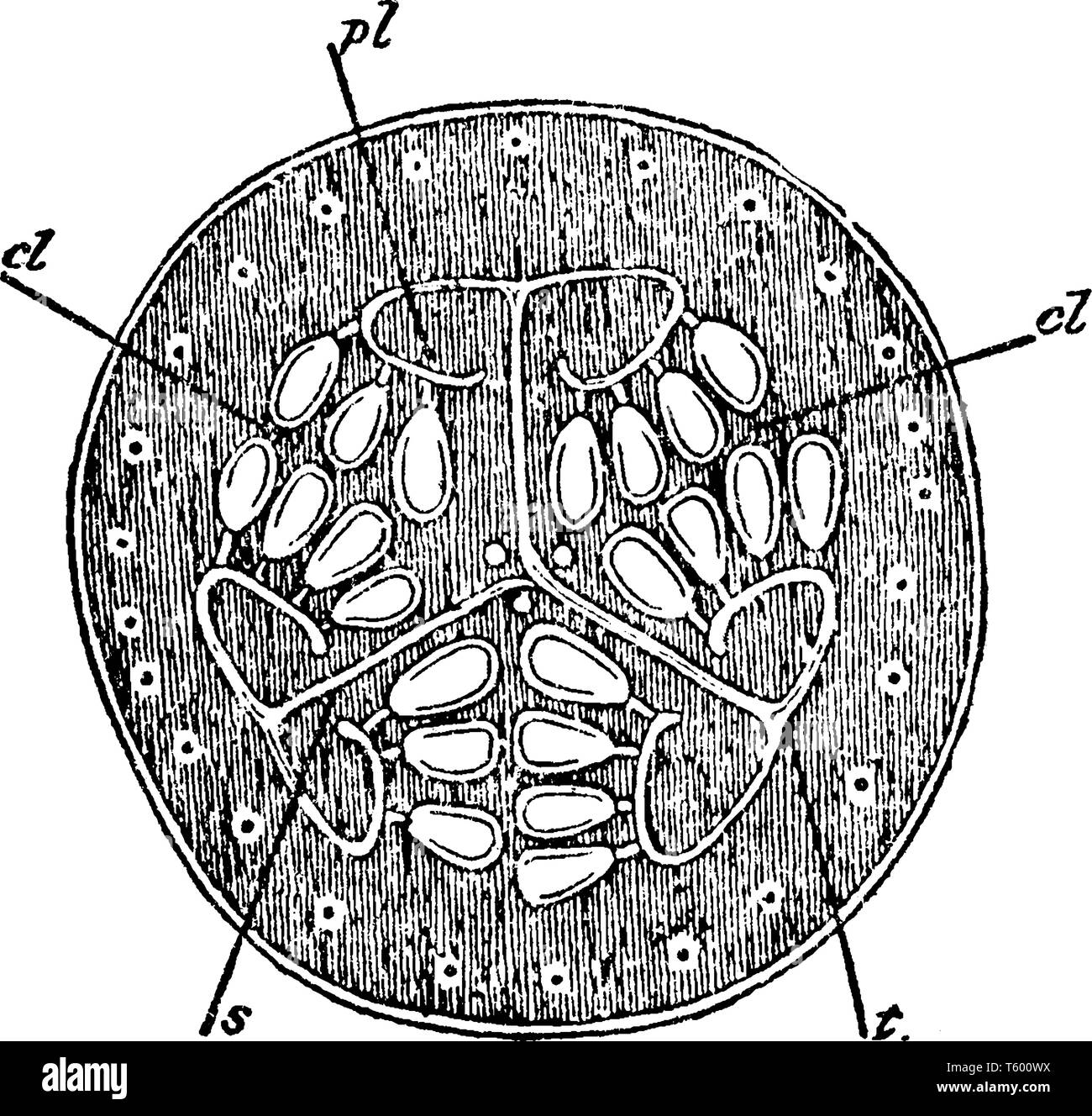 Cette image fait partie de l'intérieur de la pastèque, dans sa vue en coupe ils ont associé les graines et sont de différentes substances, vintag Illustration de Vecteur