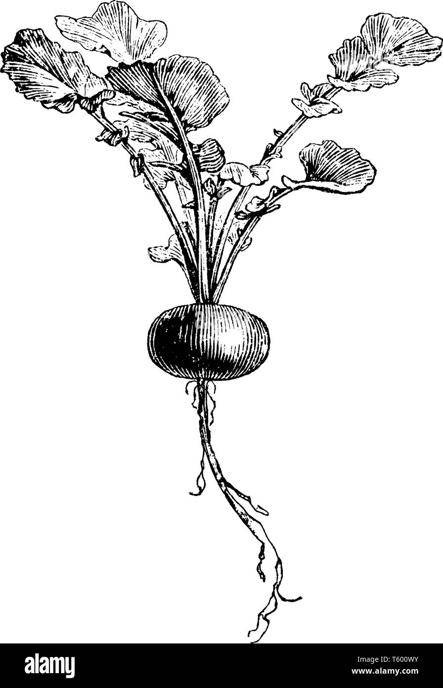 C'est image de début Rose Globe radis. Il est à se développer rapidement et à semer toutes les 3-4 semaines pour une récolte continue, vintage dessin ou gravure Illustration de Vecteur