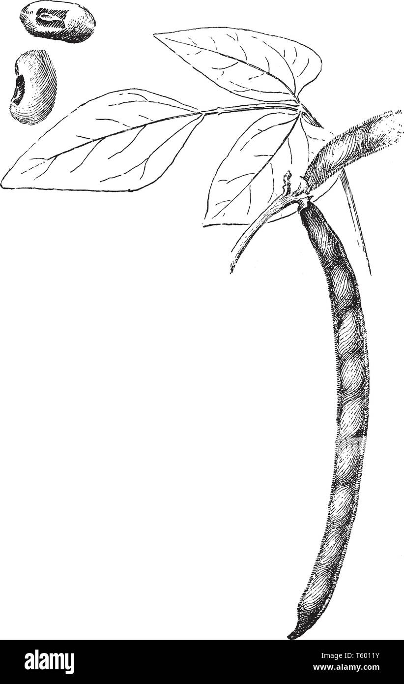 Les feuilles ne sont pas inversés et non normalisées ; la graine est grand et des yeux noirs, de taille et de forme variable, vintage ou dessin de ligne engravi Illustration de Vecteur