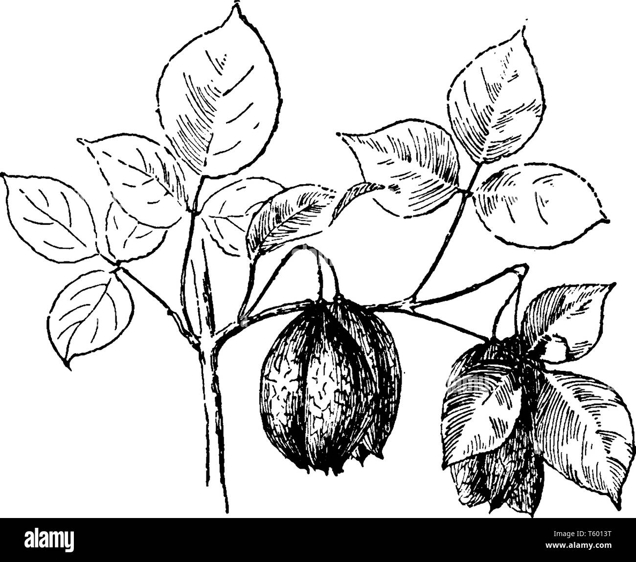 Cette photo montre un arbuste appelé Staphylea trifolia trouve principalement dans l'Est de l'Amérique du Nord, du sud de l'Ontario et le sud-ouest du Québec à l'ouest Illustration de Vecteur Cette photo montre un arbuste appelé Staphylea trifolia trouve principalement dans l'Est de l'Amérique du Nord, du sud de l'Ontario et le sud-ouest du Québec à l'ouest Illustration de Vecteur
