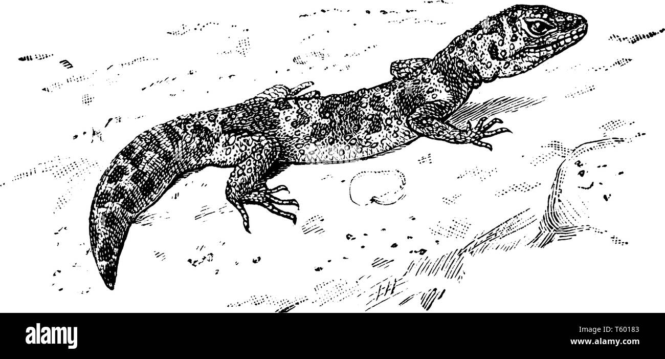 Le gecko léopard est un lézard vivant au sol lémurien cathéméral naturellement dans les montagnes de l'Asie et l'ensemble de l'Afghanistan, vintage ou dessin de ligne engr Illustration de Vecteur