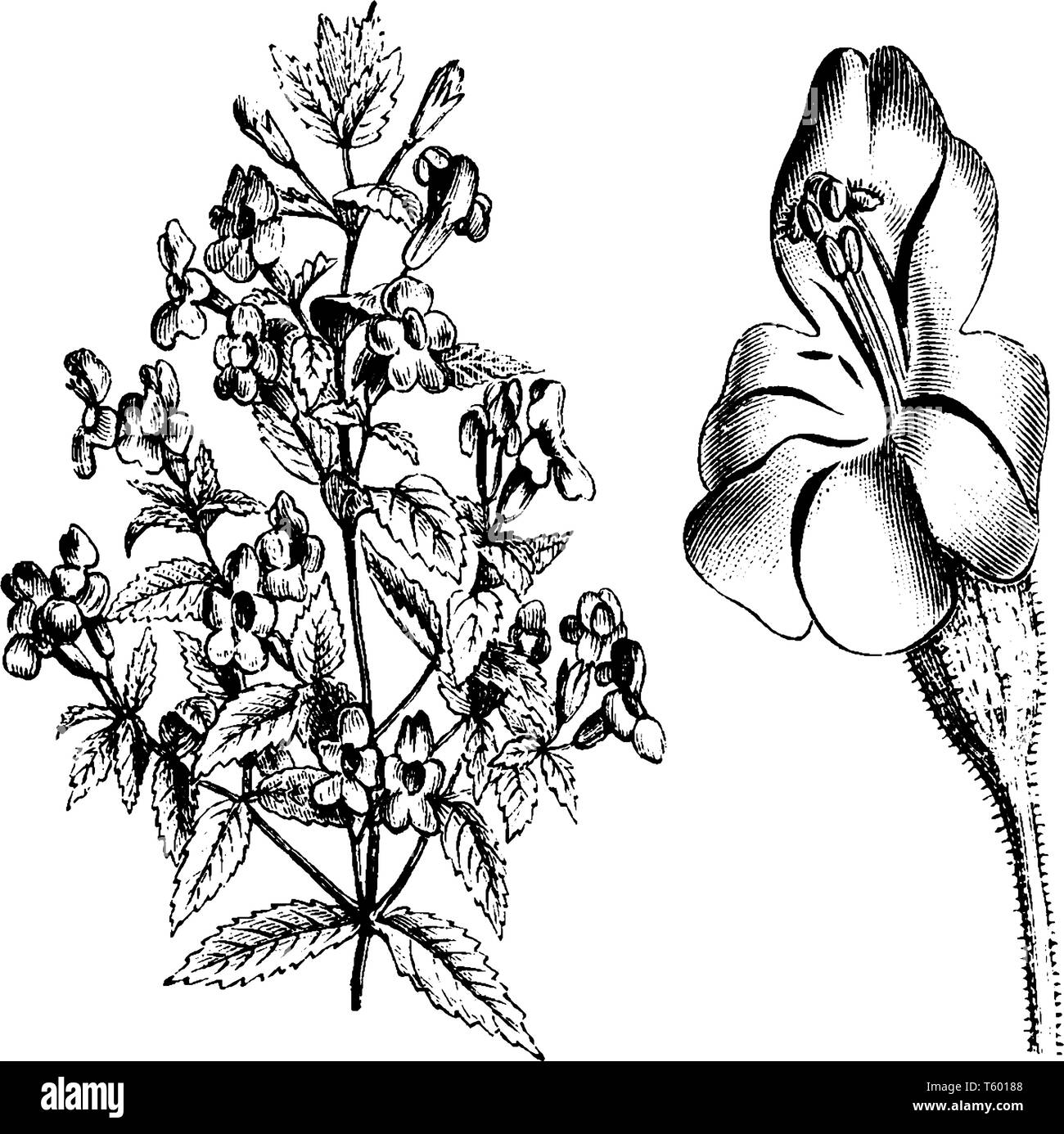 Mimulus cardinalis est la famille de Phrymaceae, principalement dans le nord-ouest du Pacifique via le sud-ouest de l'Oregon, est une fleur rouge vif. Ils sont fondamentalement Illustration de Vecteur