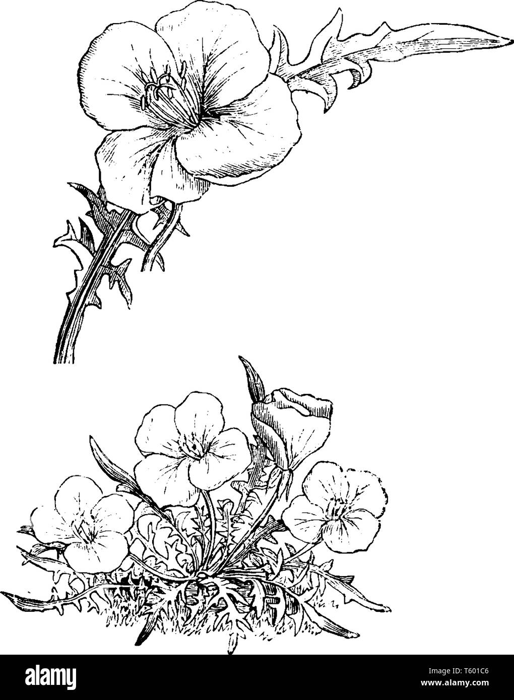 Oenothera acaulis est une plante à feuilles dentées atteignant environ 4' de hauteur. En été, il produit de grandes fleurs blanches qui ouvert uniquement dans le Illustration de Vecteur