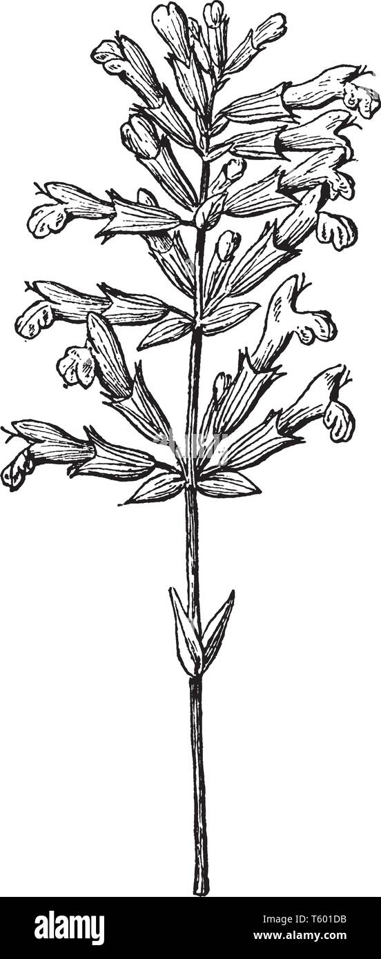 Une photo montrant la direction générale et des fleurs de sauge commune, une cuisine commune et d'une plante médicinale. Il est également utilisé avec des thés, vintage dessin Illustration de Vecteur
