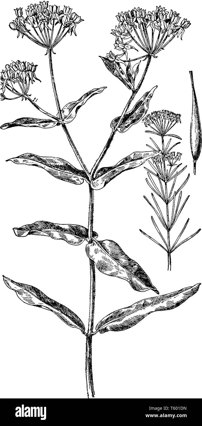 L'image est de chanvre indien. Il est utile de l'usine de fibre East Indies désormais largement répandu en culture. Les feuilles sont palmées, avec cinq à sept folioles, v Illustration de Vecteur