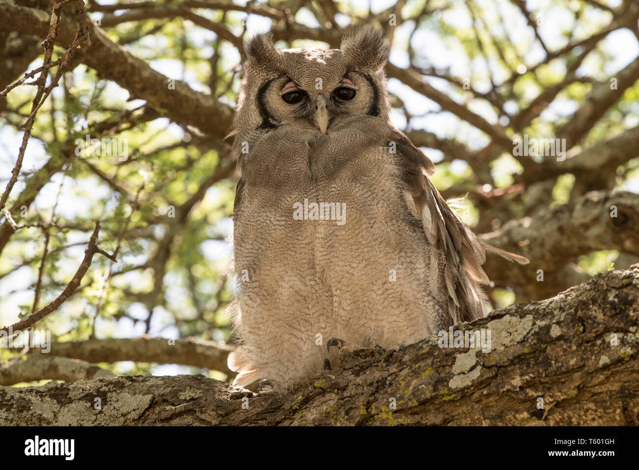 Les jeunes chouettes de verreaux, Tanzanie Banque D'Images