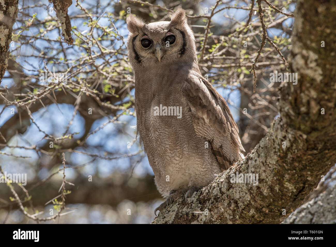 Les jeunes chouettes de verreaux, Tanzanie Banque D'Images