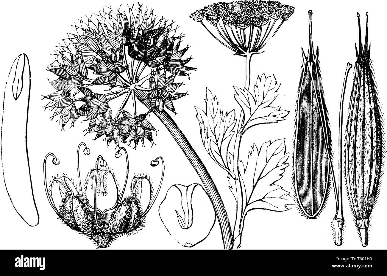 Un athamant est plante en fleurs. Il fait partie, fleurs bouquet et sous la structure. L'embryon, et certains pétales velus sur l'anthère, fleurs vintage dessin o Illustration de Vecteur