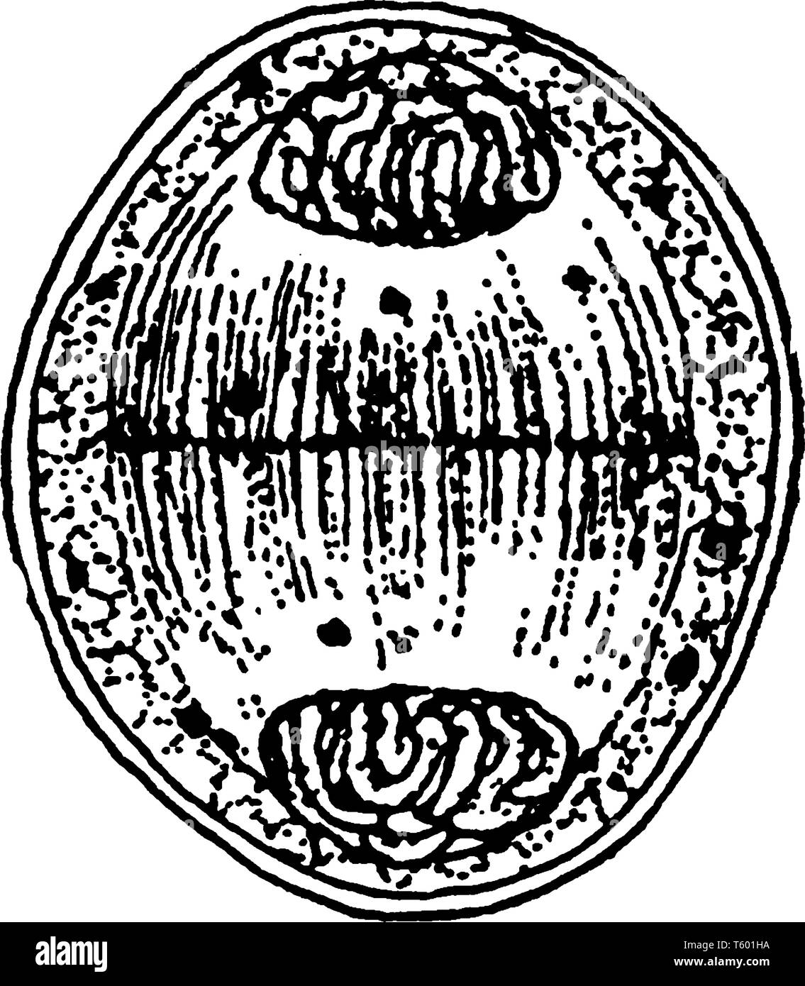 Une photo montrant la douzième étape de Division de la cellule-mère, vintage dessin ou gravure illustration. Illustration de Vecteur