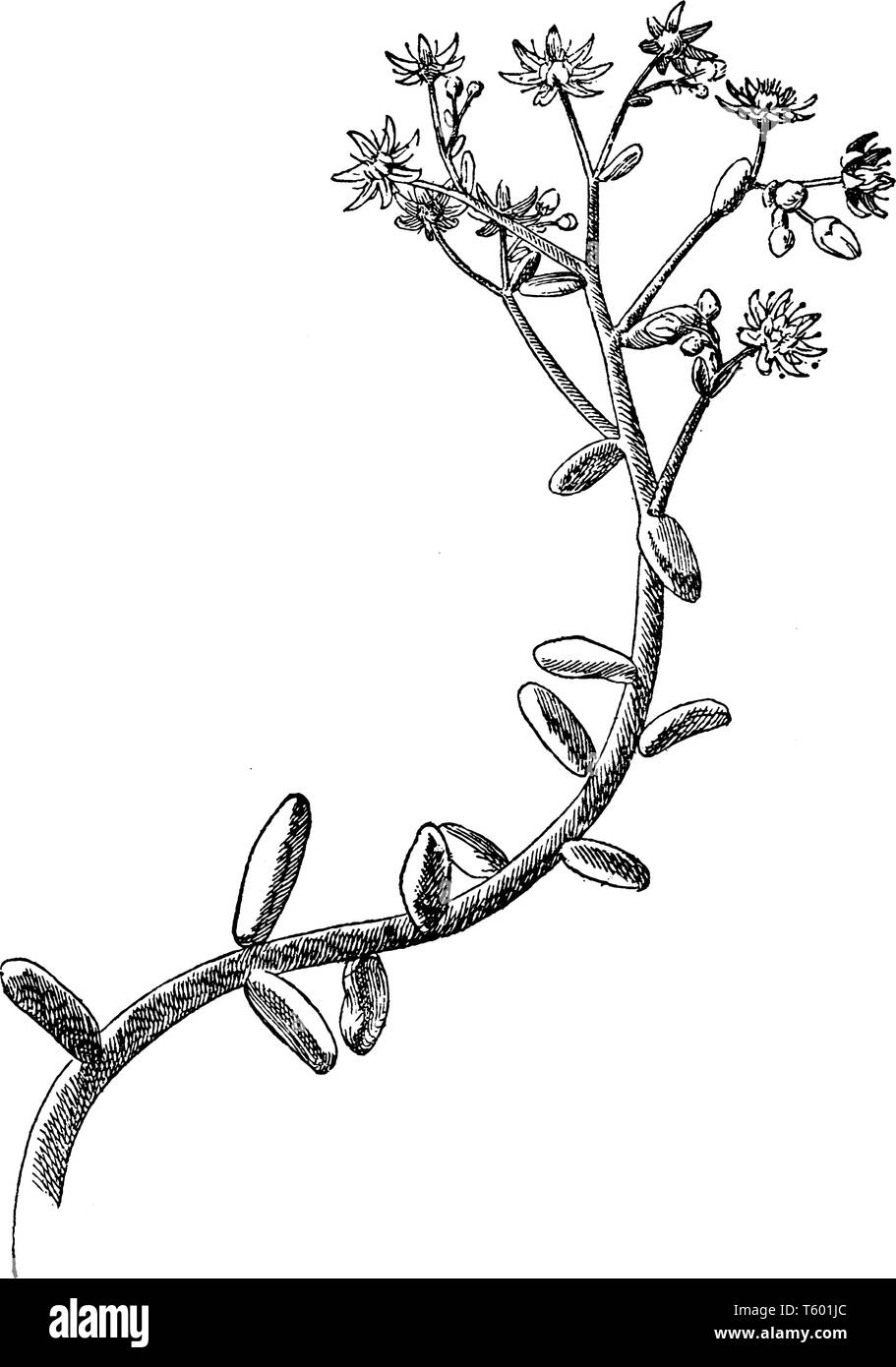 C'est une plante à feuilles charnues sedum avec petite étoile jaune, rose ou blanc, fleurs, cultivée comme plante ornementale, vintage dessin ou gravure de mauvais Illustration de Vecteur