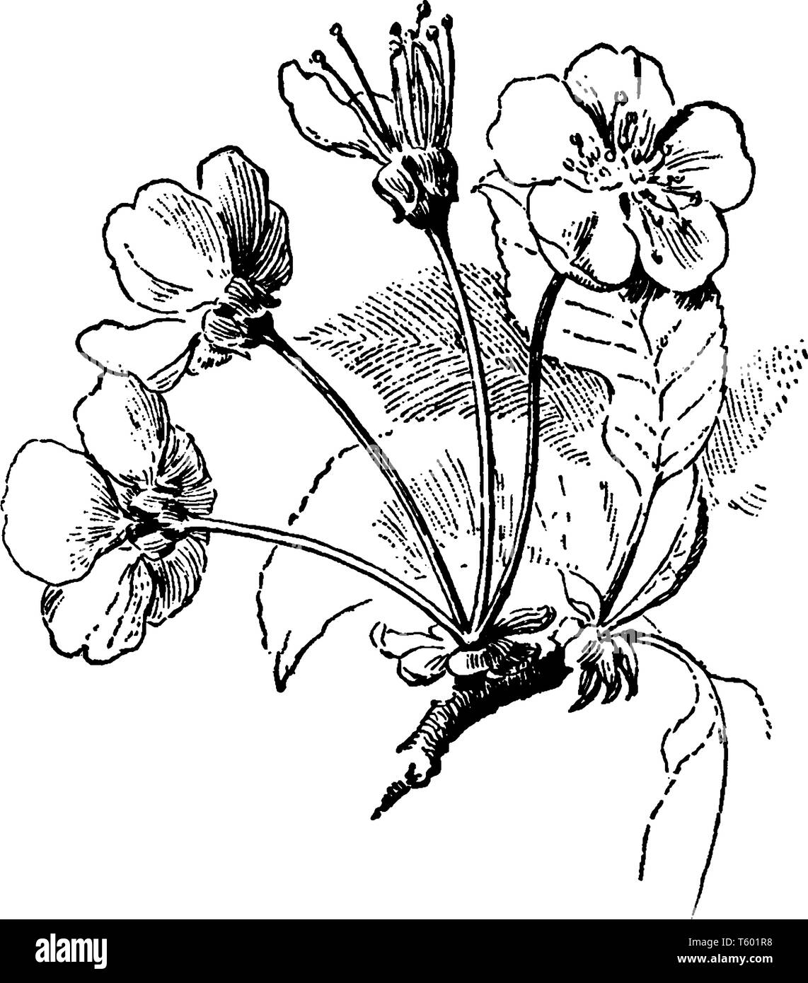 Le cerisier ombelle est une inflorescence constituée d'une série de courtes tiges de fleurs qui s'étendent à partir d'un point commun, quelque chose comme les côtes Illustration de Vecteur