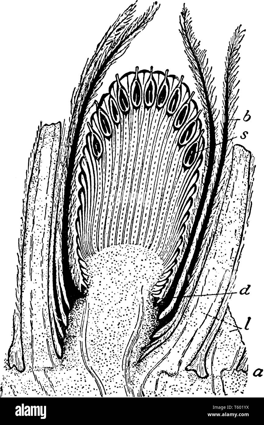 C'est l'image d'Cycadeoid qui est un axe de l'inflorescence femelle ou un cône. Membre de l'ordre de plantes à feuilles coriaces et tiges ligneuses th Illustration de Vecteur