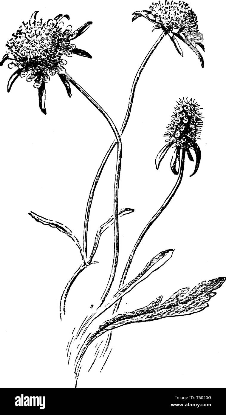 Une photo est montrant Scabiosa atropurpurea. C'est une plante d'ornement, qui appartient à la famille Caprifoliaceae. Il a les feuilles basales et flux parfumé Illustration de Vecteur