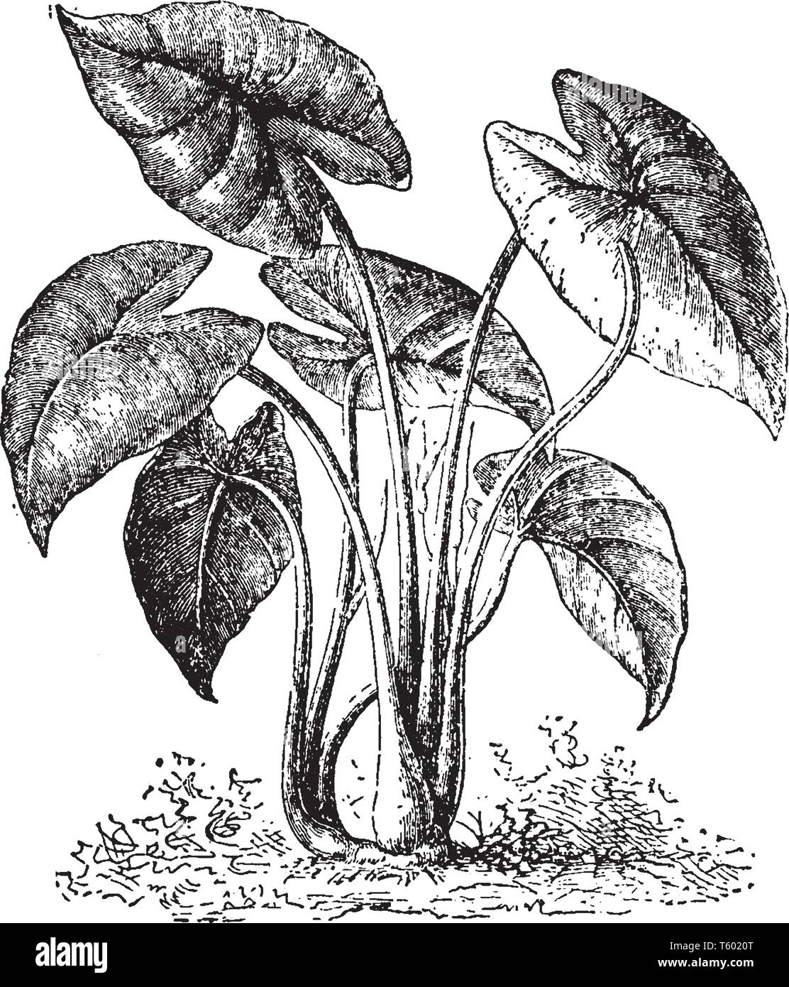 Colocasia est une plante comestible et il est originaire de la Polynésie tropicale et le sud-est de l'Asie, vintage dessin ou gravure illustration. Illustration de Vecteur