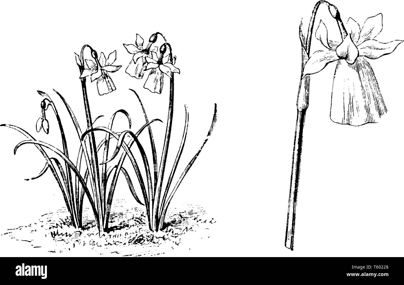 Les fleurs de Narcisse Calanthinus sont de couleur jaune et blanc et de 15 à 20 cm de hauteur, vintage dessin ou gravure illustration. Illustration de Vecteur