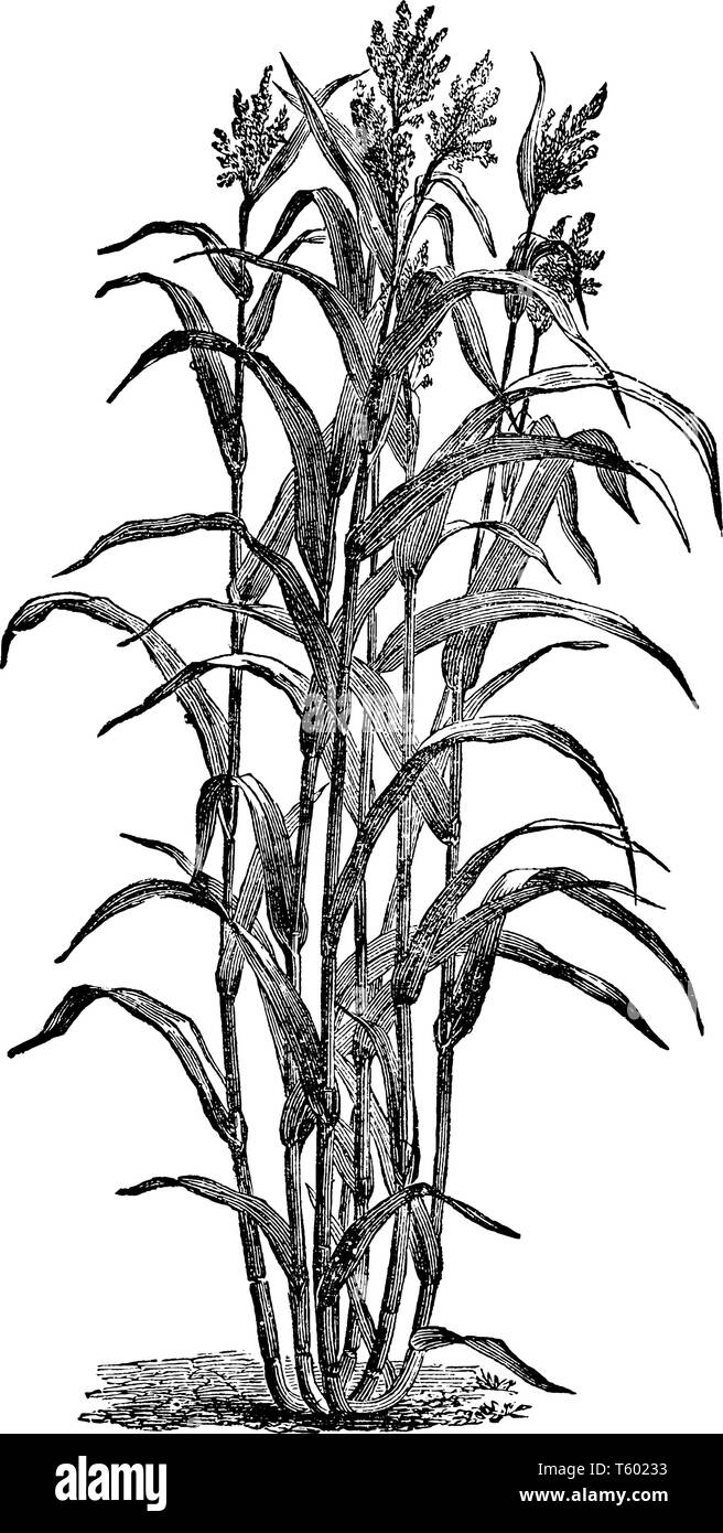 La canne à sucre est épais et long, il pousse de quinze à six pieds de haut, ses branches sont fines et longues, les fleurs poussent sur le côté supérieur, ses feuilles ar Illustration de Vecteur