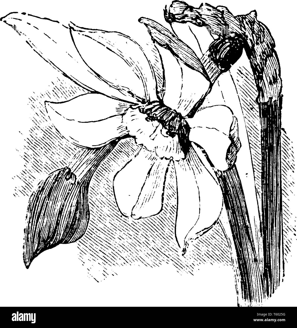 Bariadian Nargis fleurs sont blanches avec des couleurs rouge, vintage dessin ou gravure illustration. Illustration de Vecteur