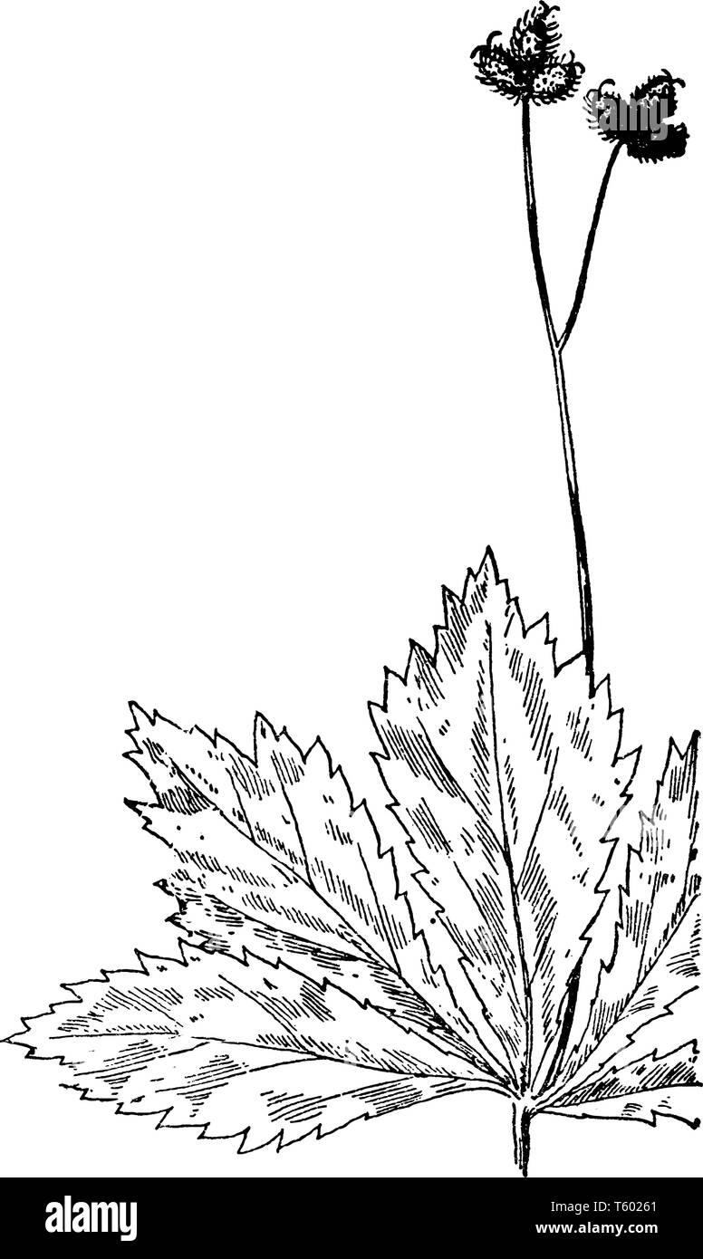 Une photo montre la plante sanicle de noir du Maryland. Feuilles à lobes profondément incisé rayonnant à partir du même point, grossièrement dentées. Les fleurs sont Illustration de Vecteur