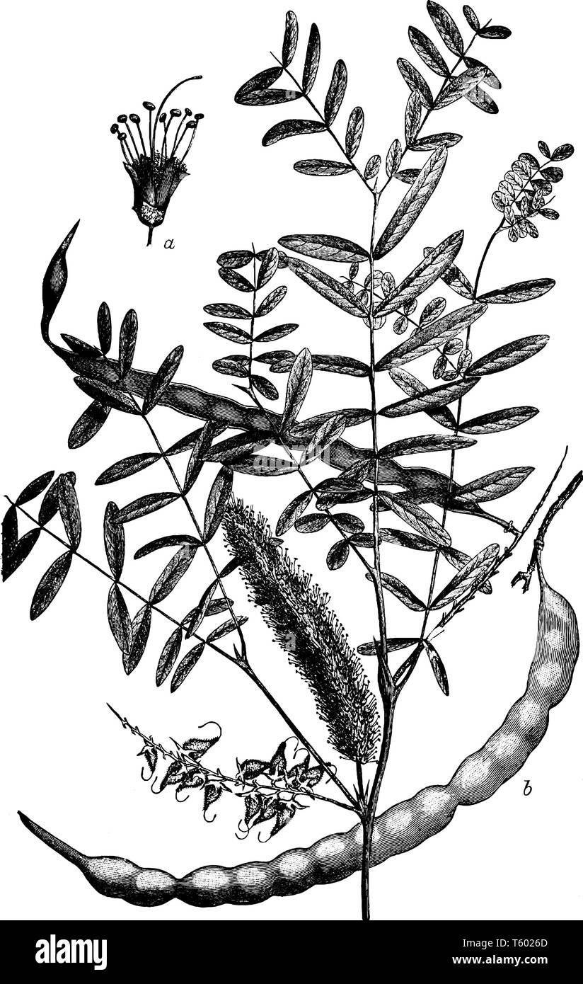 Cette photo illustre les fleurs apparaissent peu après le développement foliaire. Il varie en taille à partir d'une dispersion de bush à un nom d'arbre. Ses feuilles sont Illustration de Vecteur