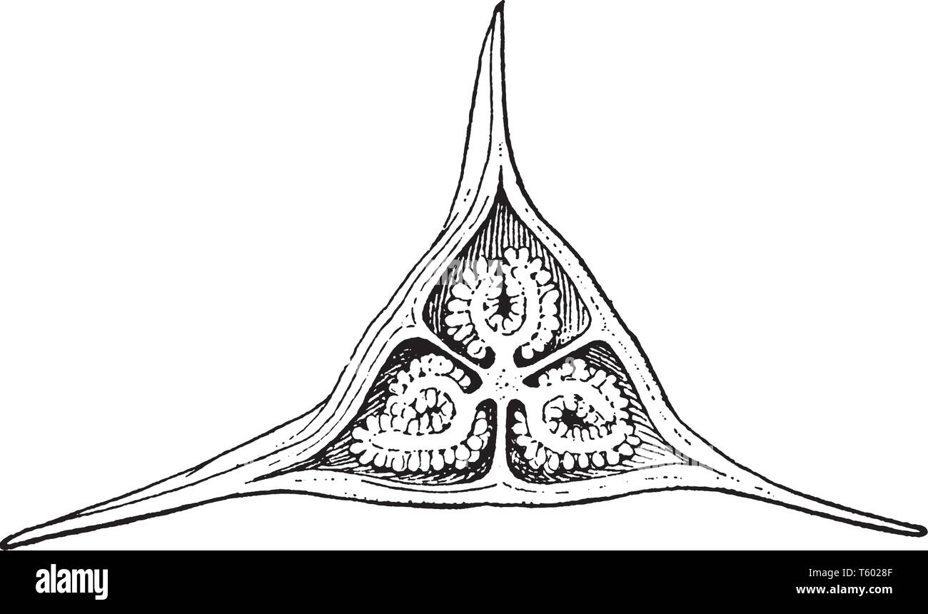 Cette photo montrant un begonia fleurs. C'est fleurs en forme de triangle. Cette image montrant une partie intérieure de fleur. Il fait partie de l'ovaire, vintage line dr Illustration de Vecteur