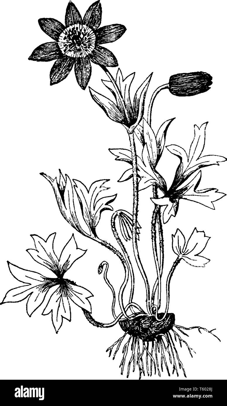 Une photo montre une plante d'Anemone hortensis qui est également connu comme l'anémone jardin à larges feuilles. Les fleurs de l'Anemone hortensis sont principalement rouge, Illustration de Vecteur