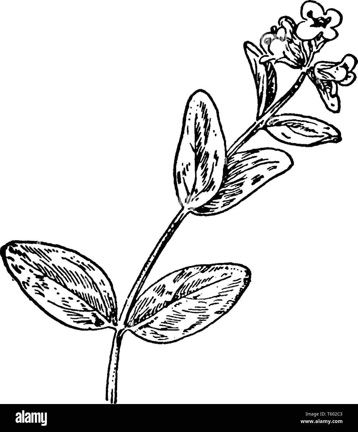 L'image montre l'Alpine Speedwell Plante en fleurs. Chaque fleur a velues, sépales en forme de lance et d'une corolle bleu. Le fruit est une capsule, long qui cont Illustration de Vecteur