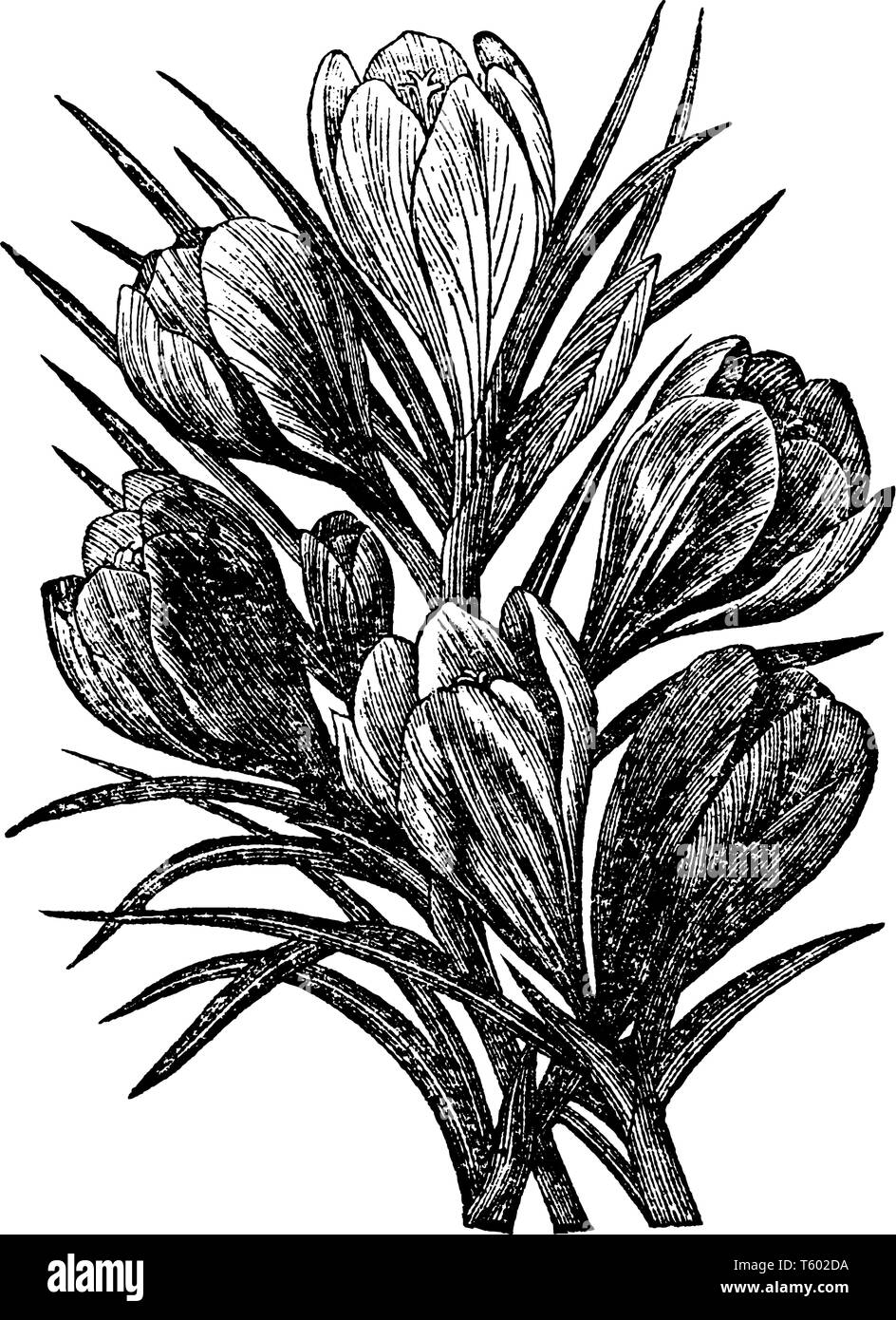 Ces plantes appartiennent à la famille de floraison. Cette plante à pousser en hiver, cette plante a une très belle fleur, dessin de ligne ou d'une gravure d'époque Illustration de Vecteur