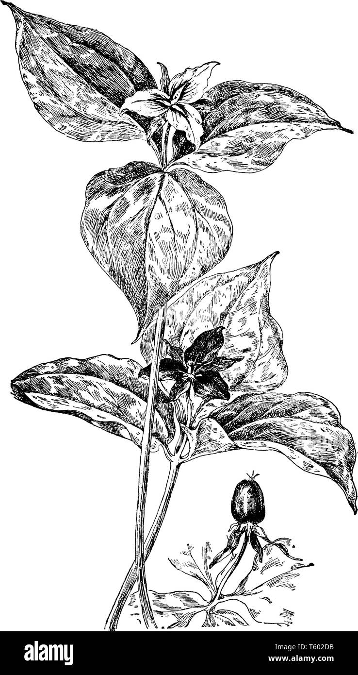 T. erectum et T. Undulatum sont les deux espèces de plante de famille des Liliacées. Les fleurs de ces espèces sont le rouge-violet et blanc en couleur focus Illustration de Vecteur