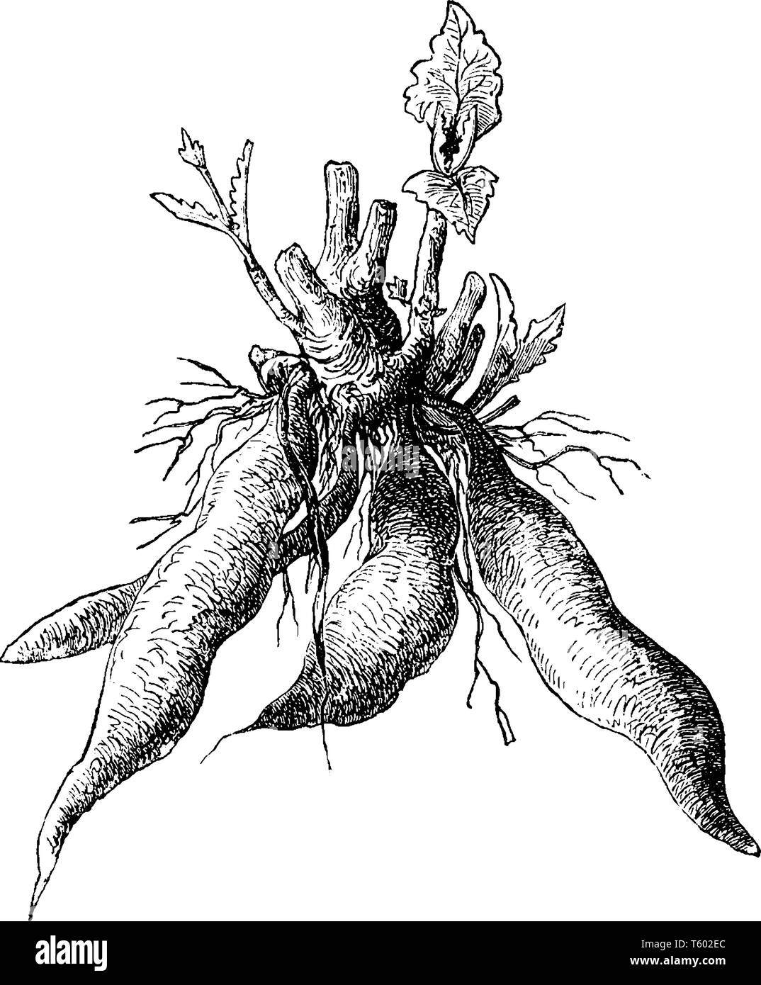 Une photo est montrant Polumnia Edulis. Son nom commun est yacón. C'est une plante vivace. Les tubercules de cette plante sont comestibles, vintage dessin o Illustration de Vecteur