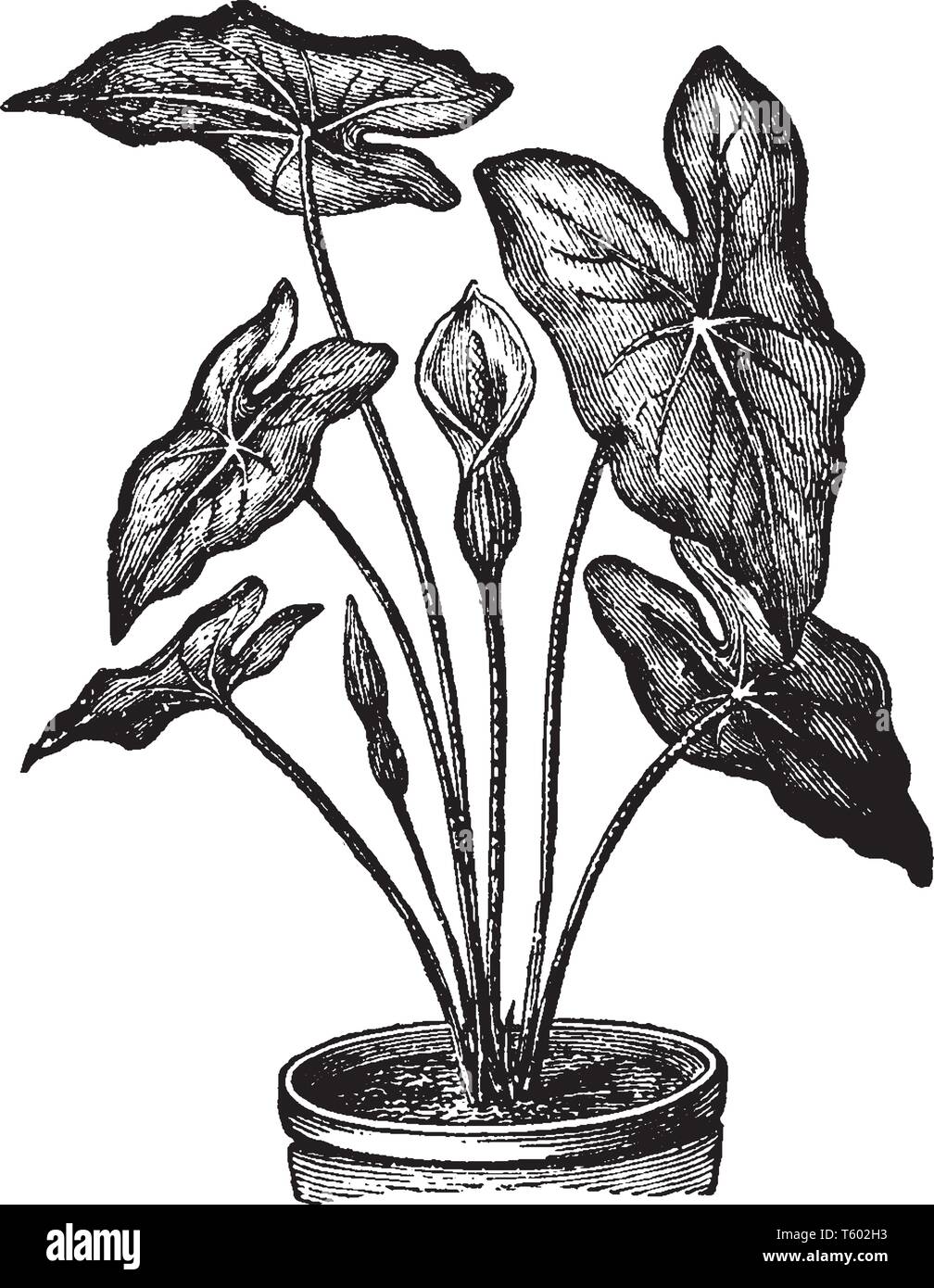 Caladium est plante en fleurs. Les feuilles sont en forme de coeur avec des combinaisons de couleur rouge, rose, rose, blanc, vert chartreuse et vintage, ou dessin de ligne Illustration de Vecteur