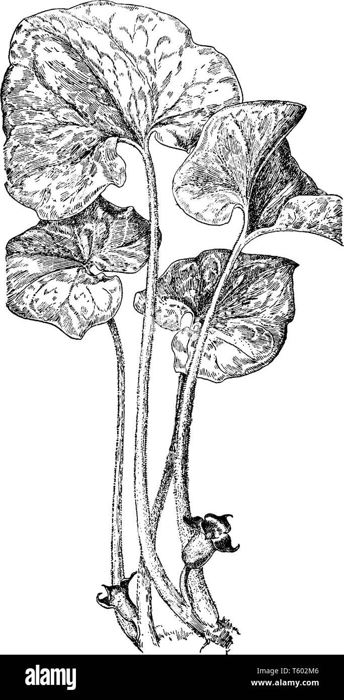 Le gingembre sauvage est l'usine. Ils ont des congés, en forme de haricot, les fleurs sont en forme de cloche avec trois bouts, vintage ou engravin dessin de ligne Illustration de Vecteur