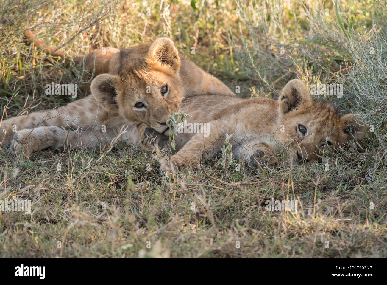 Des lionceaux, repos, Ndutu Tanzanie Banque D'Images