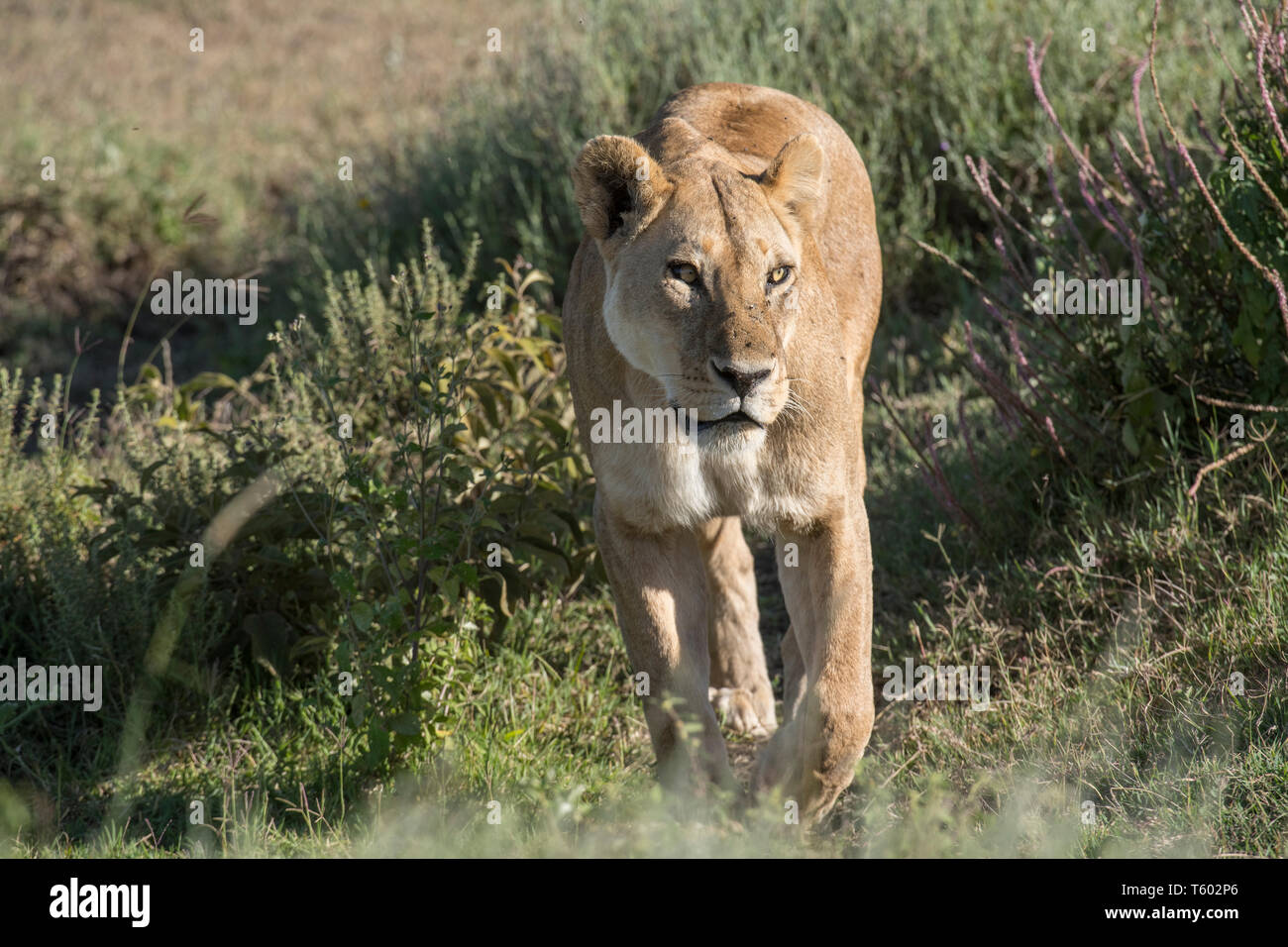 Lionne, marche, la Tanzanie Ndutu Banque D'Images